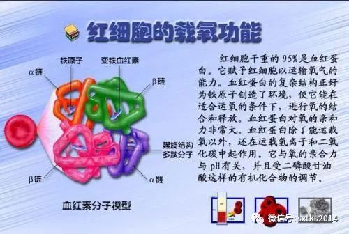 身體機能是啥_機身體是什么意思_什么是身體機能
