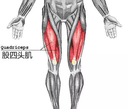 股四頭肌訓(xùn)練椅安裝步驟_股四頭肌訓(xùn)練椅使用方法_股四頭肌訓(xùn)練椅