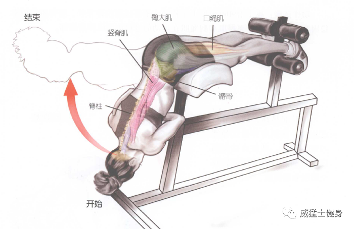 開yun體育app入口登錄 山羊挺身怎么練，豎脊肌訓練少不了的一課！