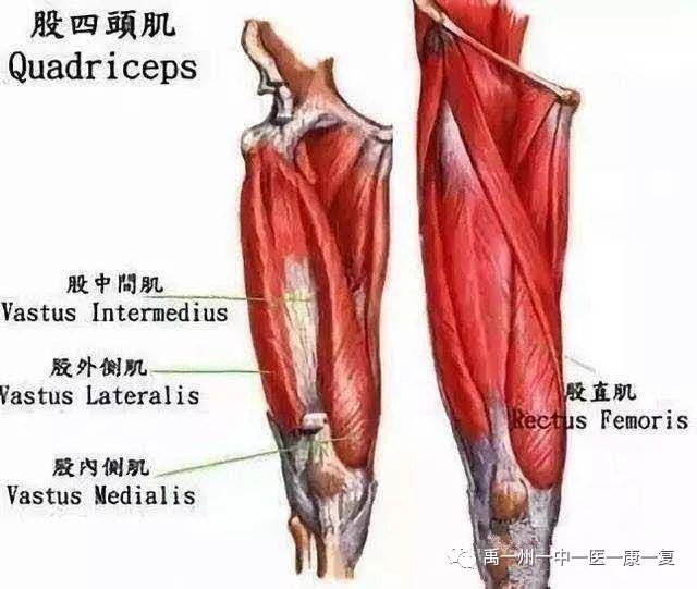 股四頭肌訓(xùn)練椅_股四頭肌訓(xùn)練椅使用方法_股四頭肌訓(xùn)練椅安裝步驟